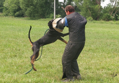 Dogs in training 6/2007